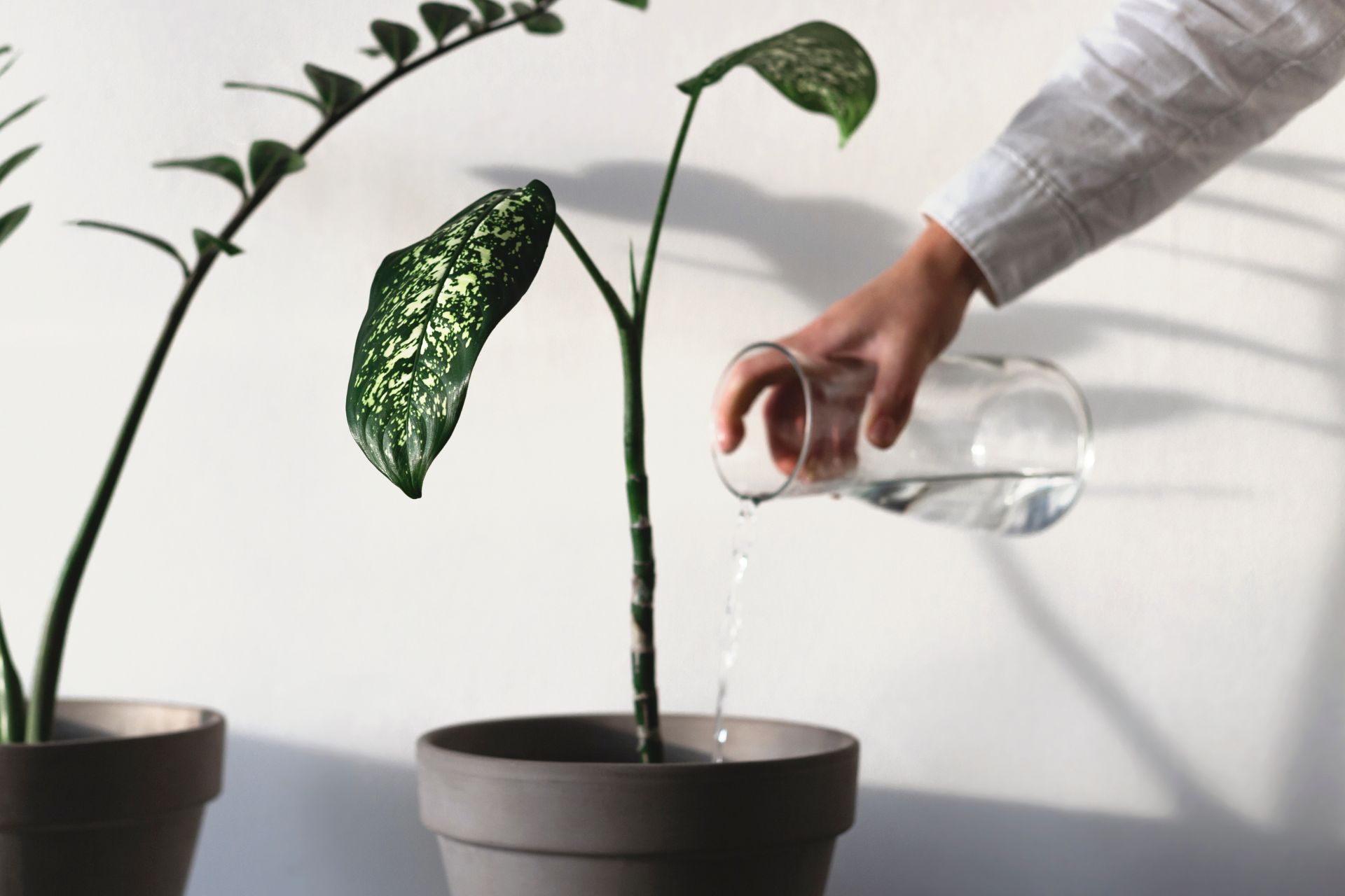 Ways to Invest In Yourself - A plant being watered